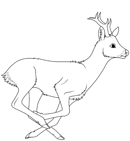 Running Roe Deer Coloring Page